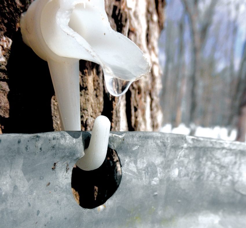 Maple Syrup Day at Osprey Wilds