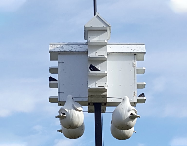 Purple martin house at Osprey Wilds