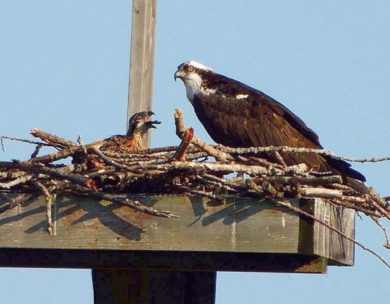 Osprey nesting tower at Osprey Wilds