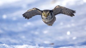 Minnesota in Winter: Snowy Hikes & Boreal Birding in Sax Zim Bog
