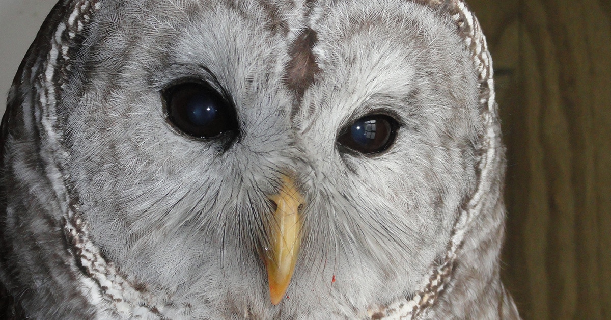 Barred owl (Strix varia)