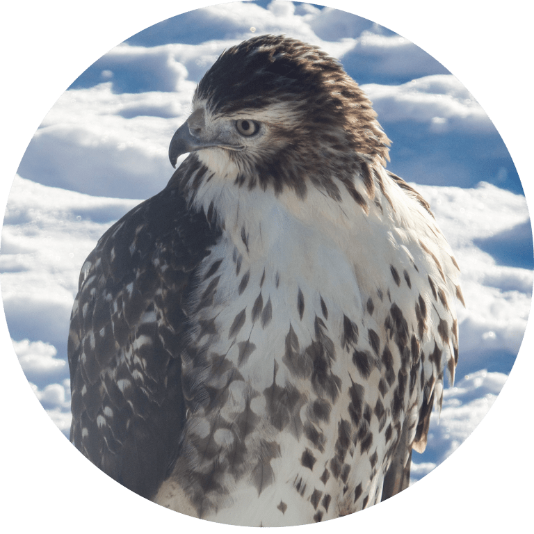 Red-tailed Hawk