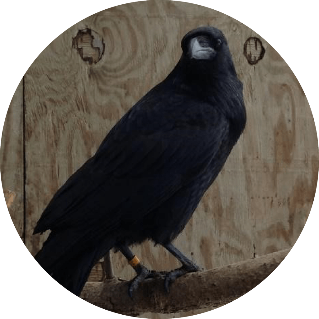 Onyx – Common Raven – Osprey Wilds