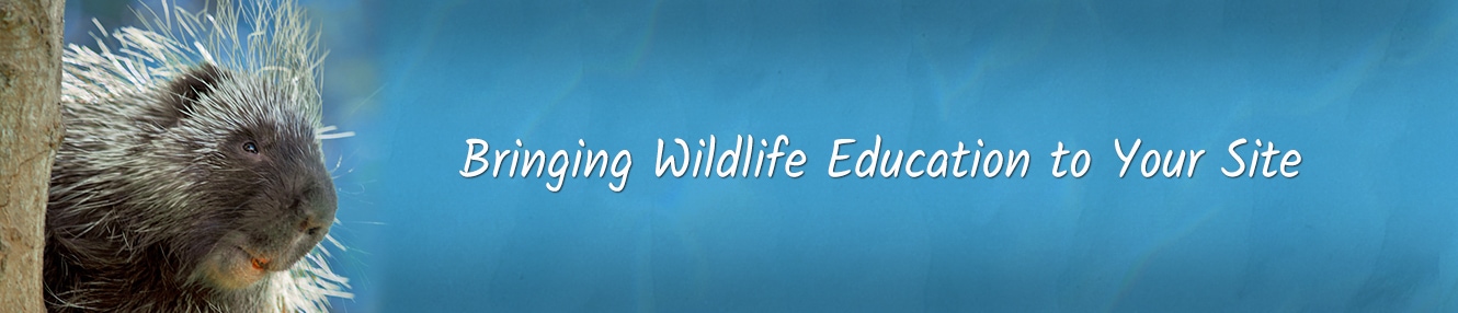 Wildlife Outreach programs at Osprey Wilds